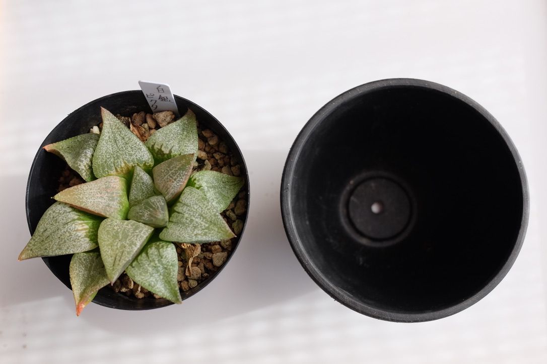 窮屈そうな白銀ピクタを植え替え！