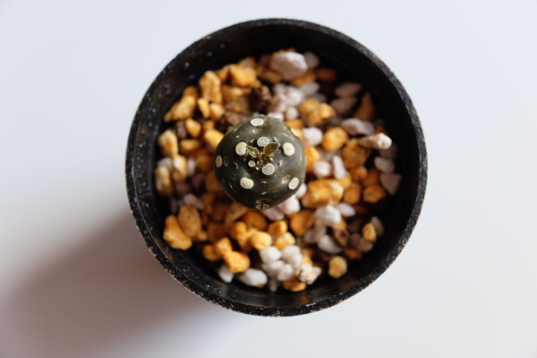 休眠中だったドルステニア フォエチダがお目覚め！