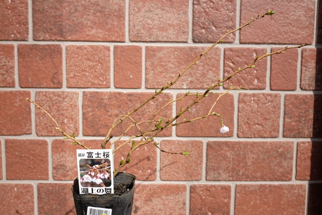 大きくならない桜！？富士桜をおぎのやの釜めしへ植え付け