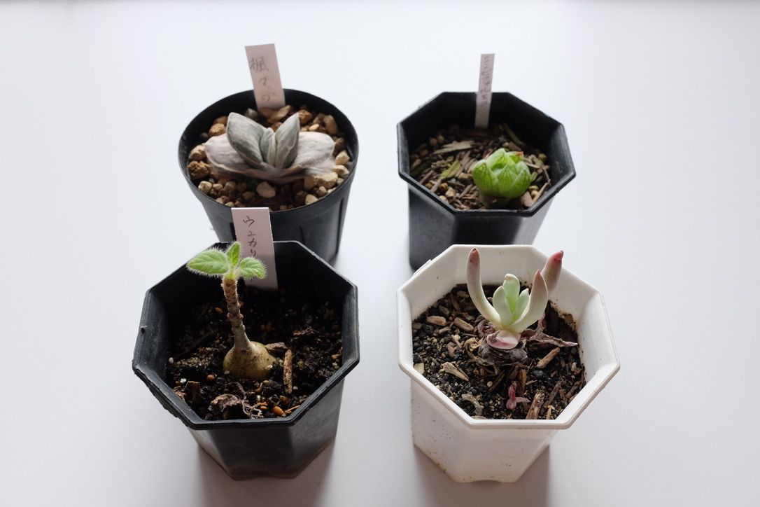 早春の二和園でいろいろな植物を捕獲！