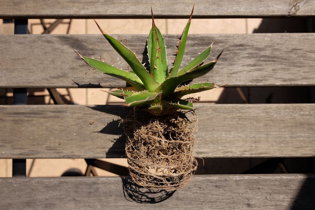 根鉢になったアガベ ホリダの根を整理して植替え