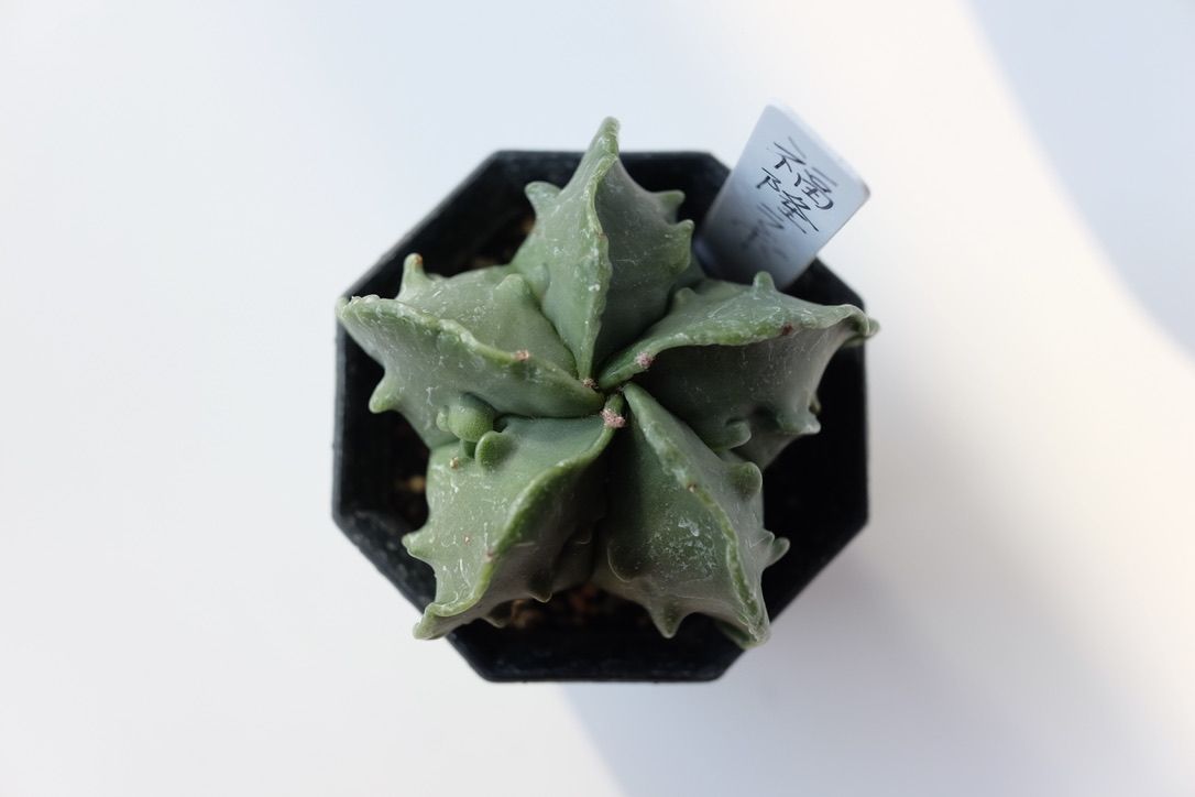 複隆碧瑠璃鸞鳳玉が鉢と干渉寸前！