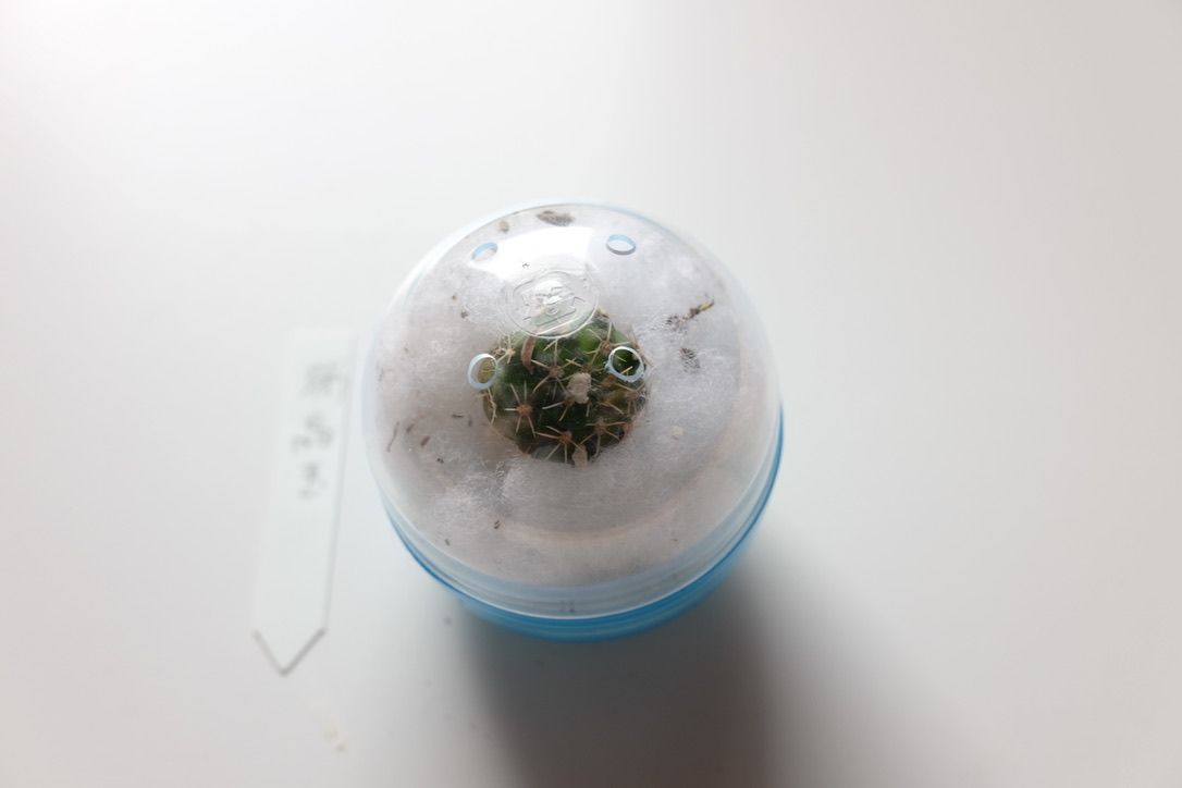 グランカクタスでサボテン・多肉植物ガチャガチャ！
