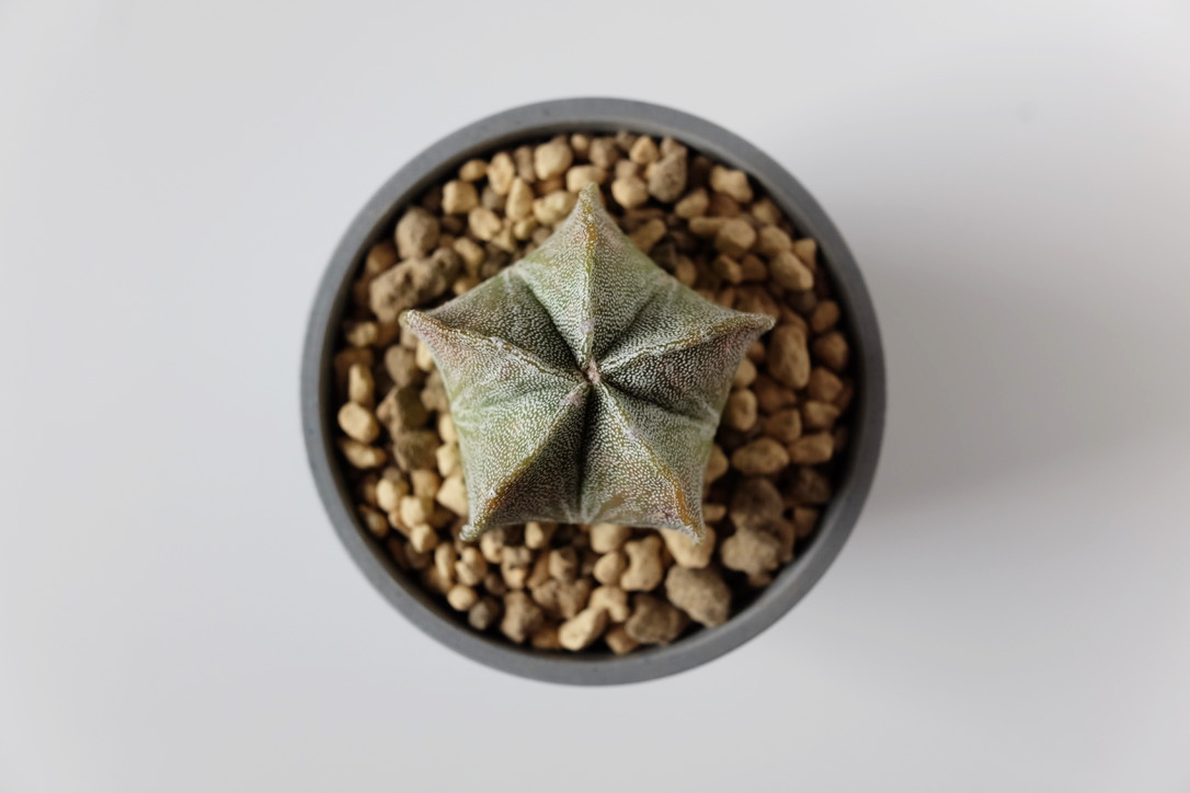 プラグ苗の鸞鳳玉の中から好きな形を選ぶ！