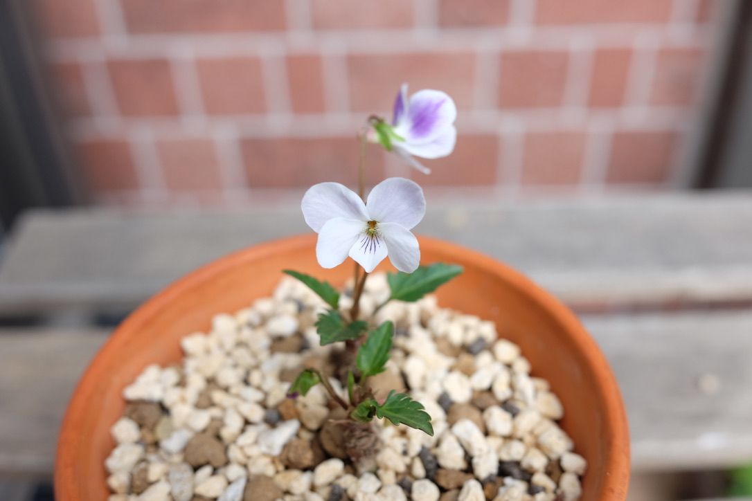 咲きそうで咲いていなかったすみれの雪千鳥が開花！