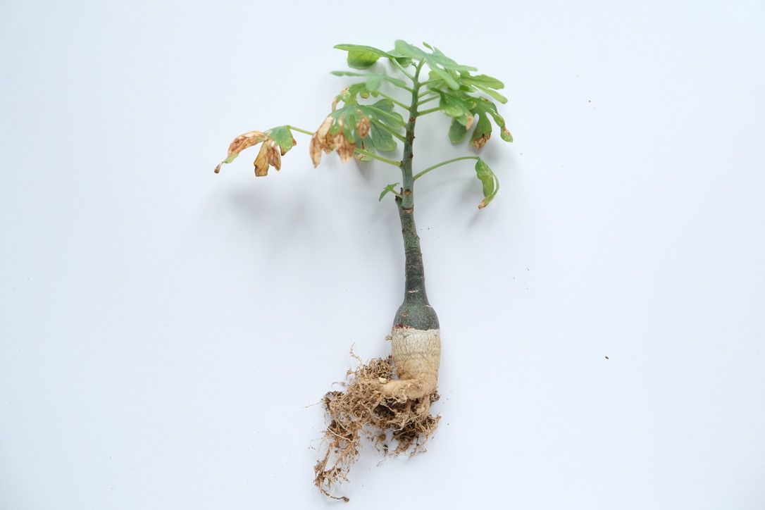 強風に飛ばされたアデニア グラウカを胴切り