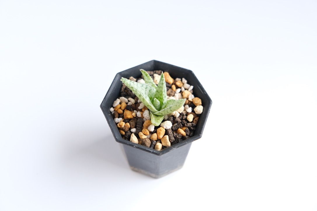 半年ぶりの二和園でいろいろ捕獲！