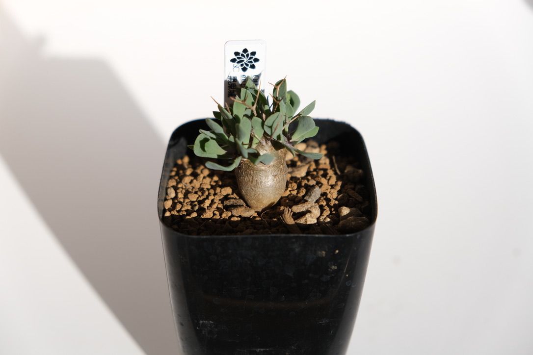 国際多肉植物協会の青空例会でオトンナ ユーフォルビオイデスを購入！