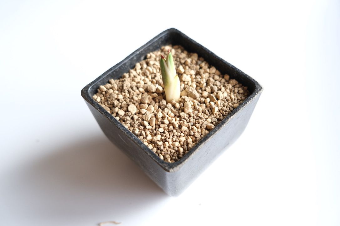 アガベ 五色万代のランナーが長い子株を植え付け！