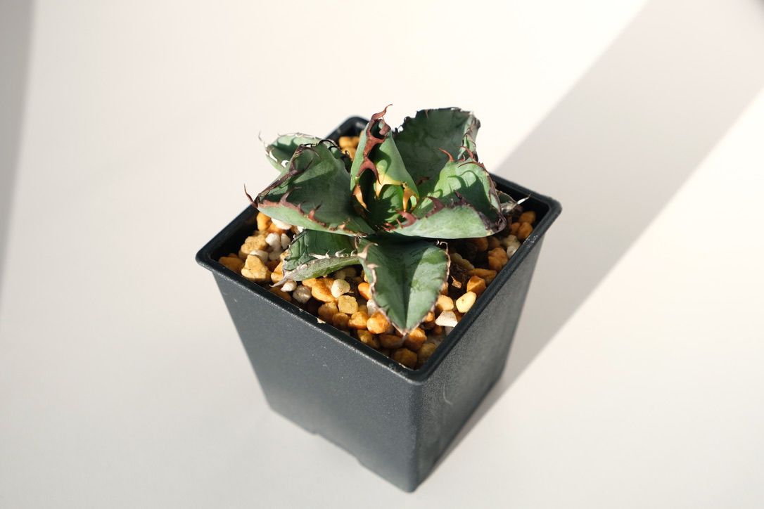 2021年の最後にアガベ チタノタ BBをお迎え！