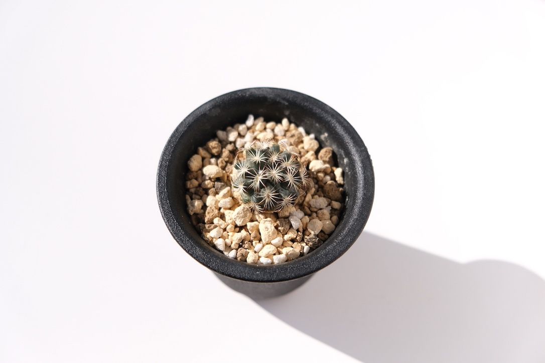 可愛らしいコリファンタ シュワルジアーナ！