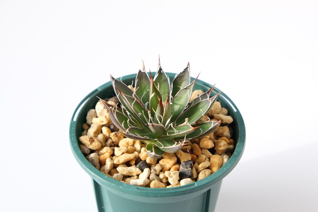 アガベ シジゲラ ホワイトストライプを植え替え！