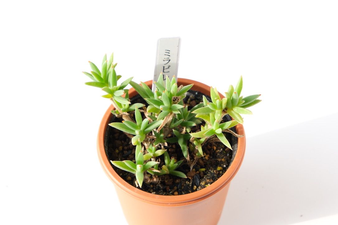 埼玉県花植木流通センターで気になったトリコディアデマ ミラビレを購入