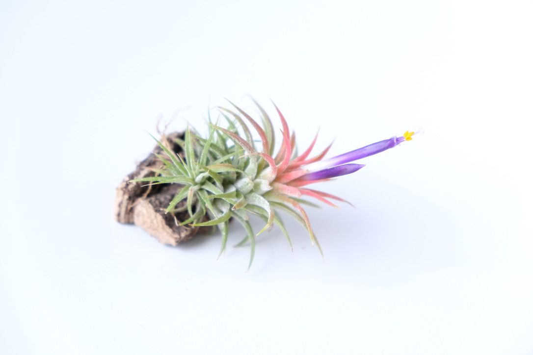 ティランジア イオナンタのスモールフォームが開花！