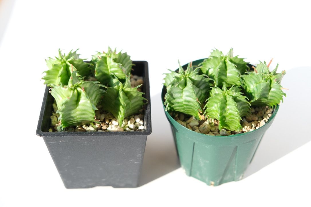 播種から9ヶ月の実生ユーフォルビア ホリダ ゼブラタイプ！