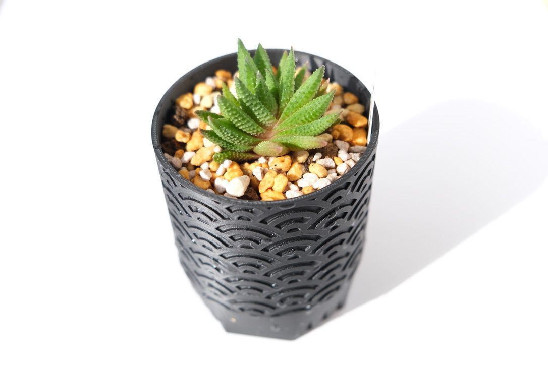 なかな出会えなかったハオルチオプシス スカブラをついに入手！