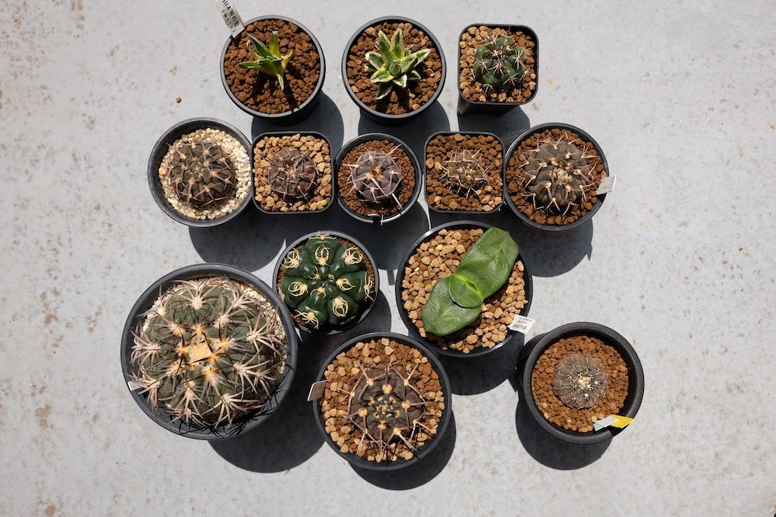 まだ見ぬ植物との出会いを求めて東海地方へ！