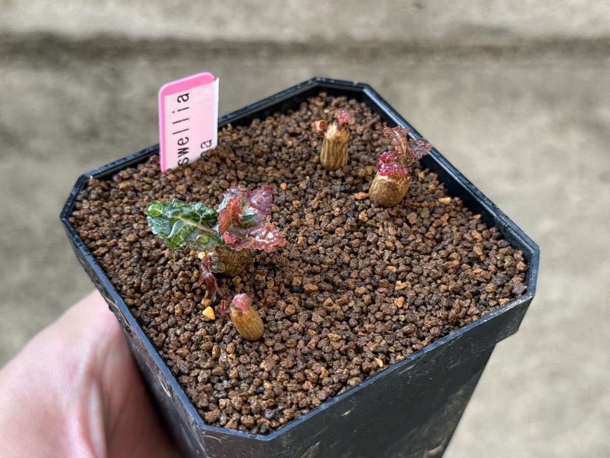 ボスウェリア ナナの育成記録