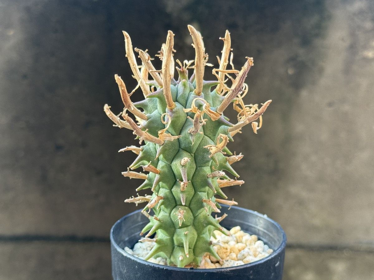 闘牛角の育成記録