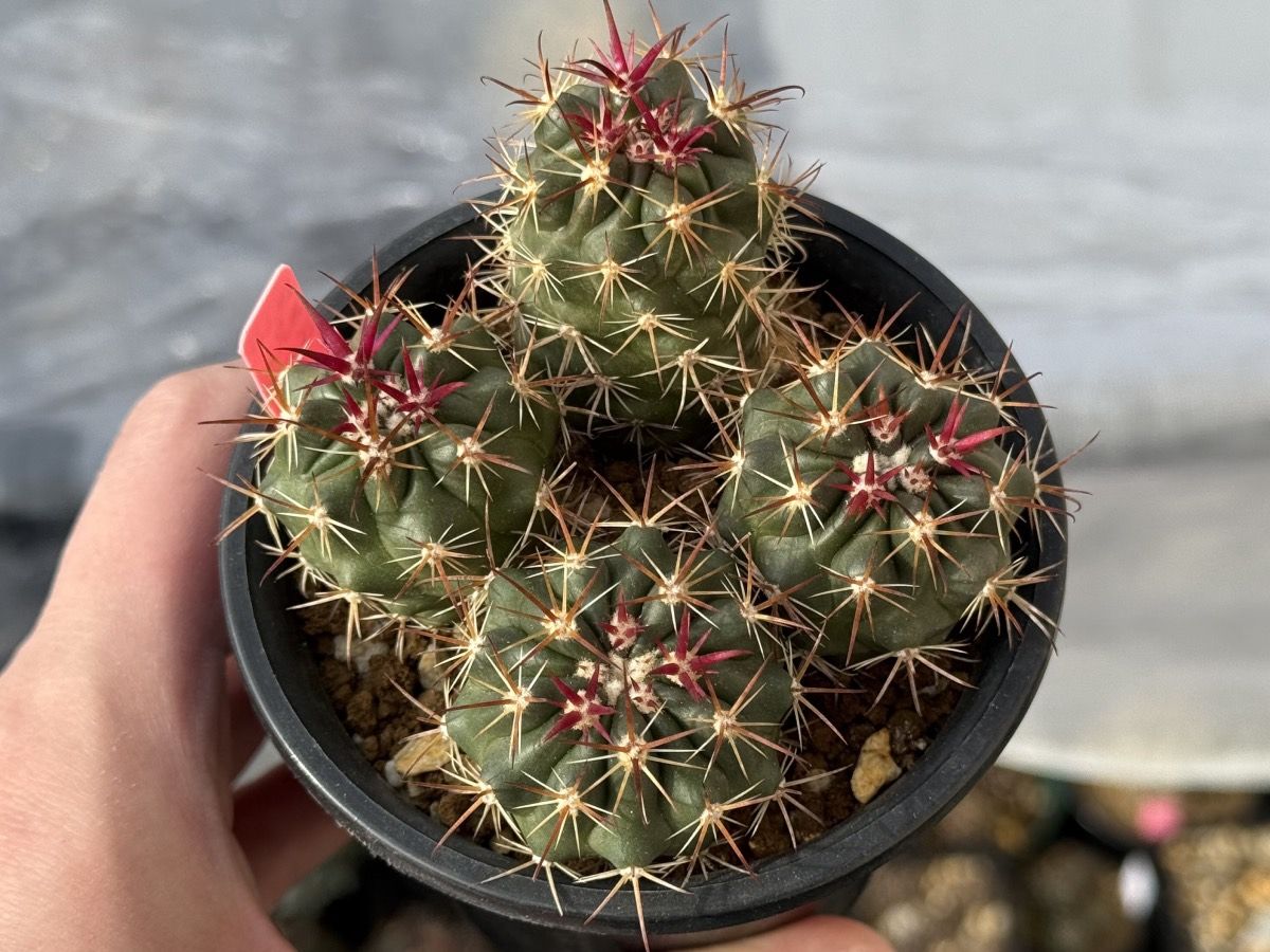 フェロカクタス 竜眼の育成記録