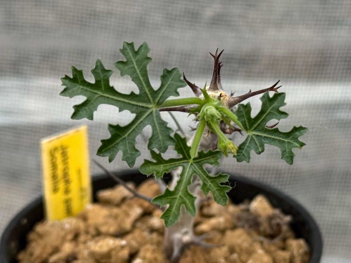 ヤトロファ パラドクサの育成記録