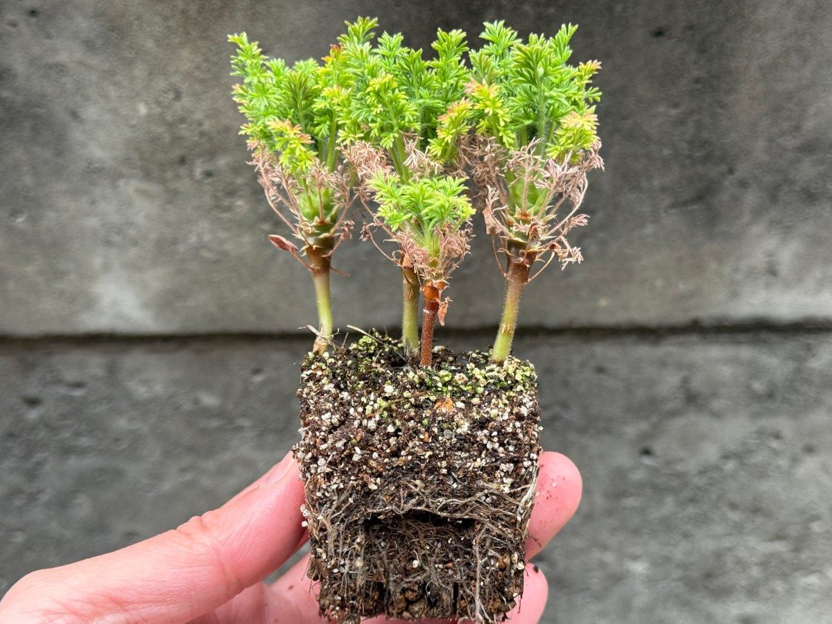 ペラルゴニウム ヒルツムの育成記録