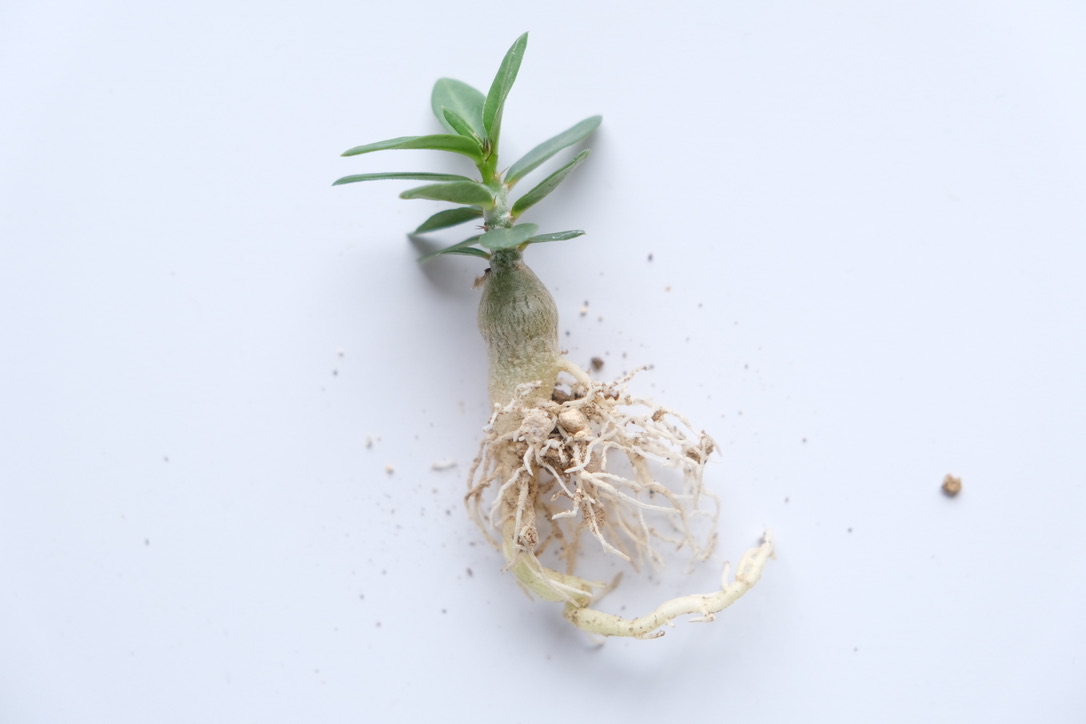 播種から1年のパキポディウム ビスピノーサムの根がすごかった！？