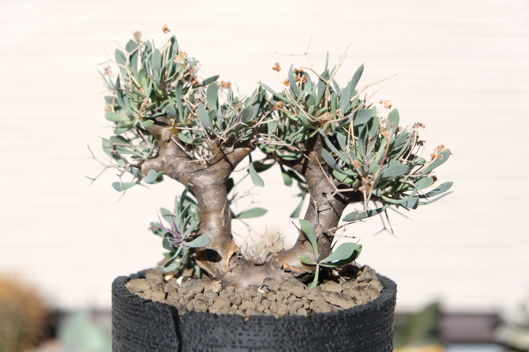 購入から3年以上経過したオトンナ ユーフォルビオイデス