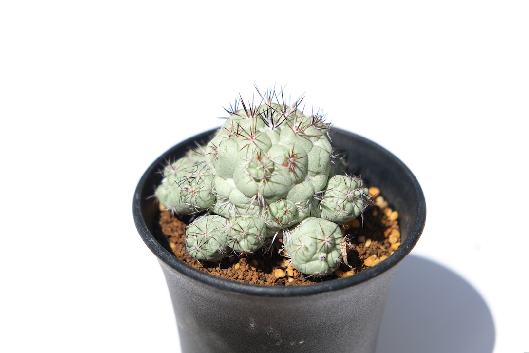 Ortegocactus macdougallii