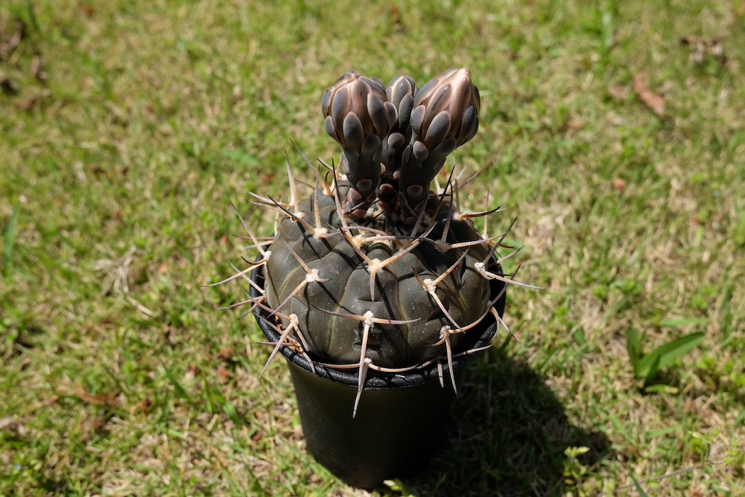 大好きなGymnocalycium piltziorum
