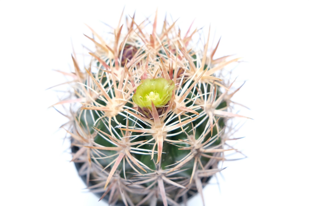 紅裳竜が初めての開花