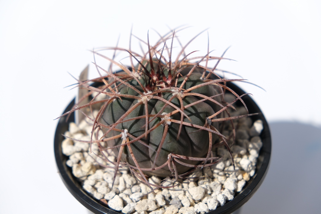 2025/10/17 鉢増しから2週間経過した天平丸