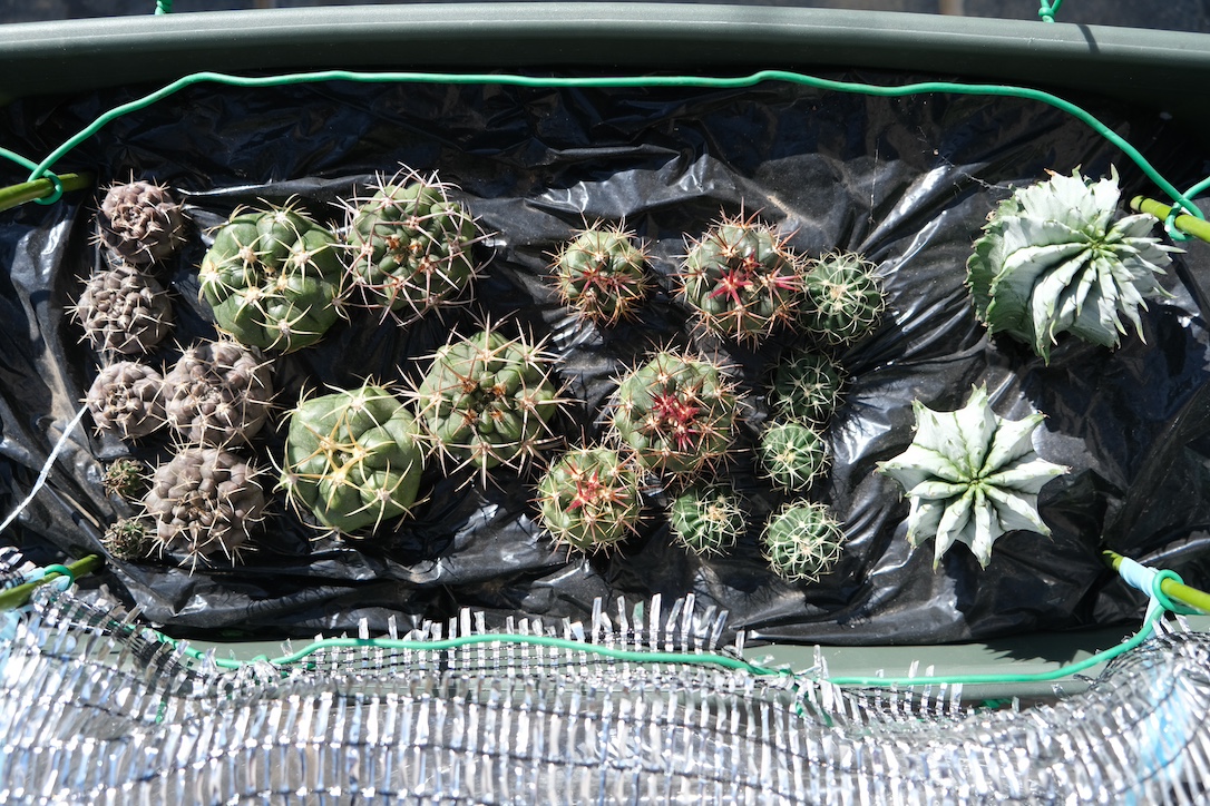 2025/11/17撮影 育った苗がほとんどの様子