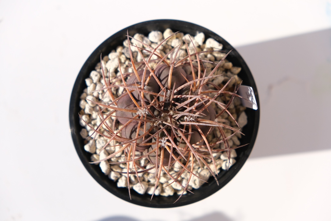 2025/12/28 寒い日もあるけど元気そうな天平丸