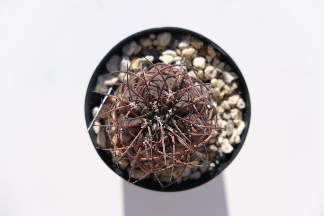 2025/12/28 植え替えていない方の天平丸も元気そう！