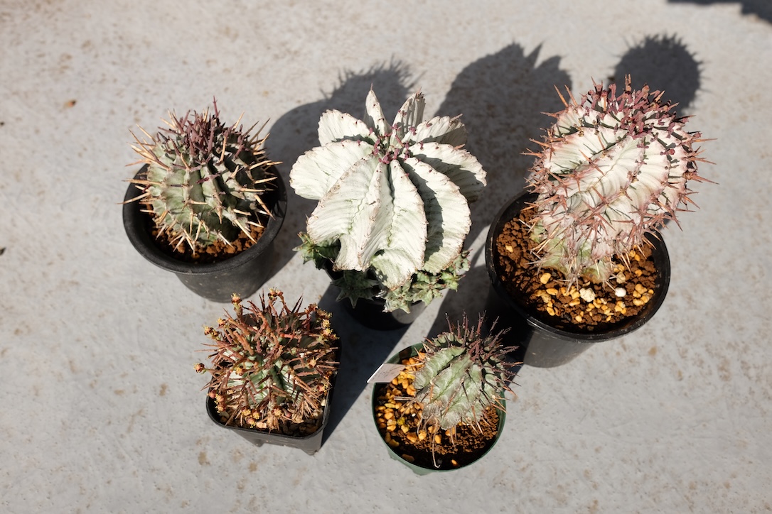 育てているユーフォルビア ホリダ