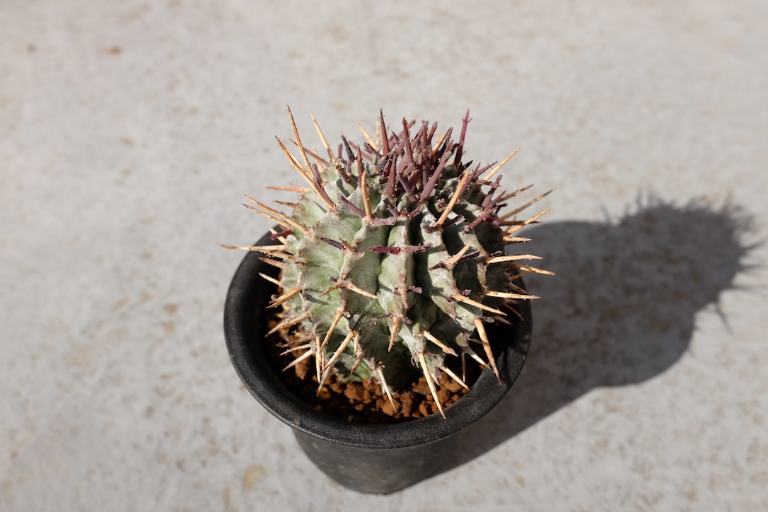 酒井ホリダ錦 × 酒井特ホリダ交配