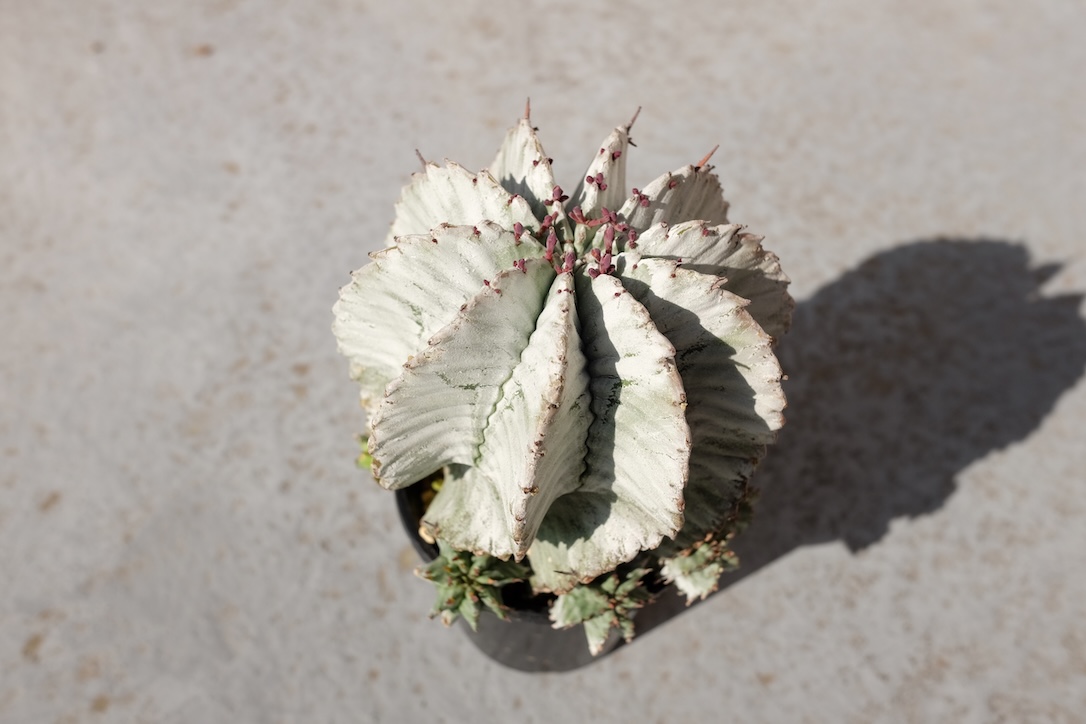 実生ユーフォルビア ホリダ