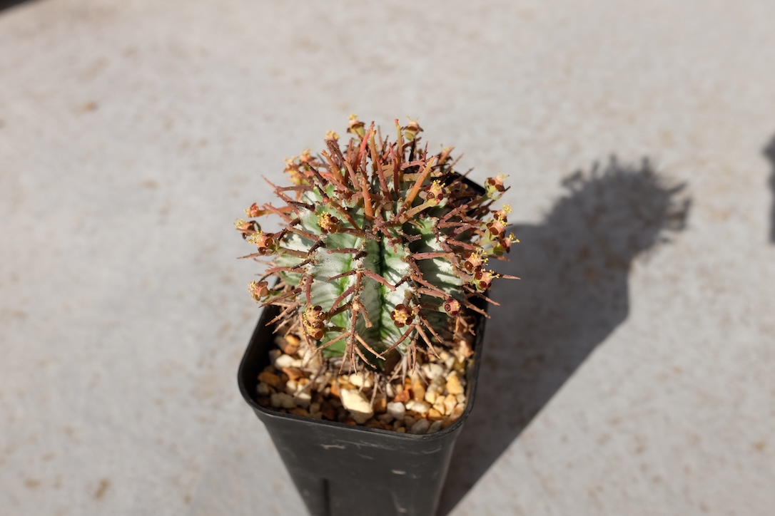 ホームセンターで気になったホリダ