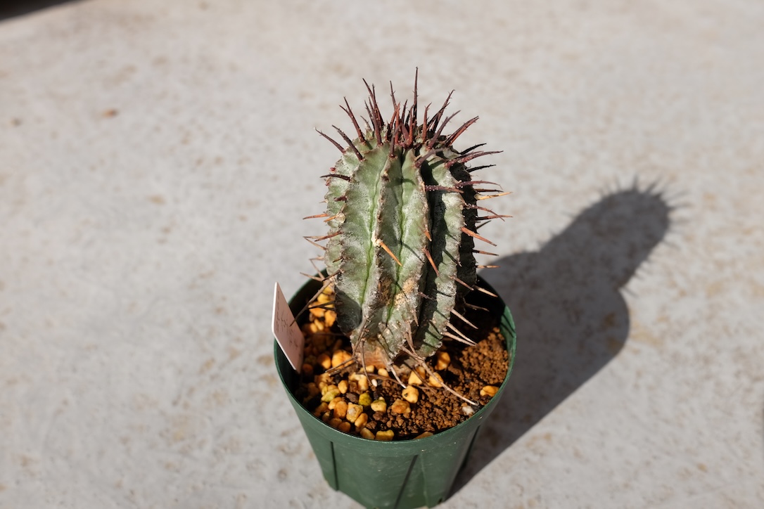 ホリダ錦のカキコ ホリダ