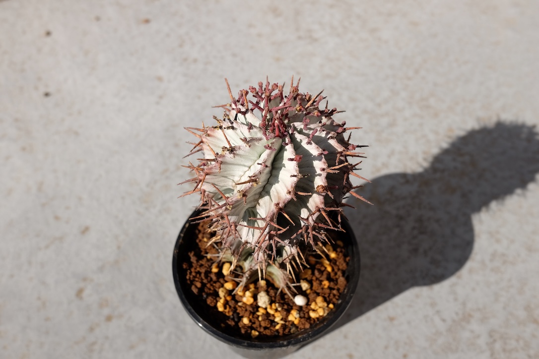 自生地由来の株からのカキコ株