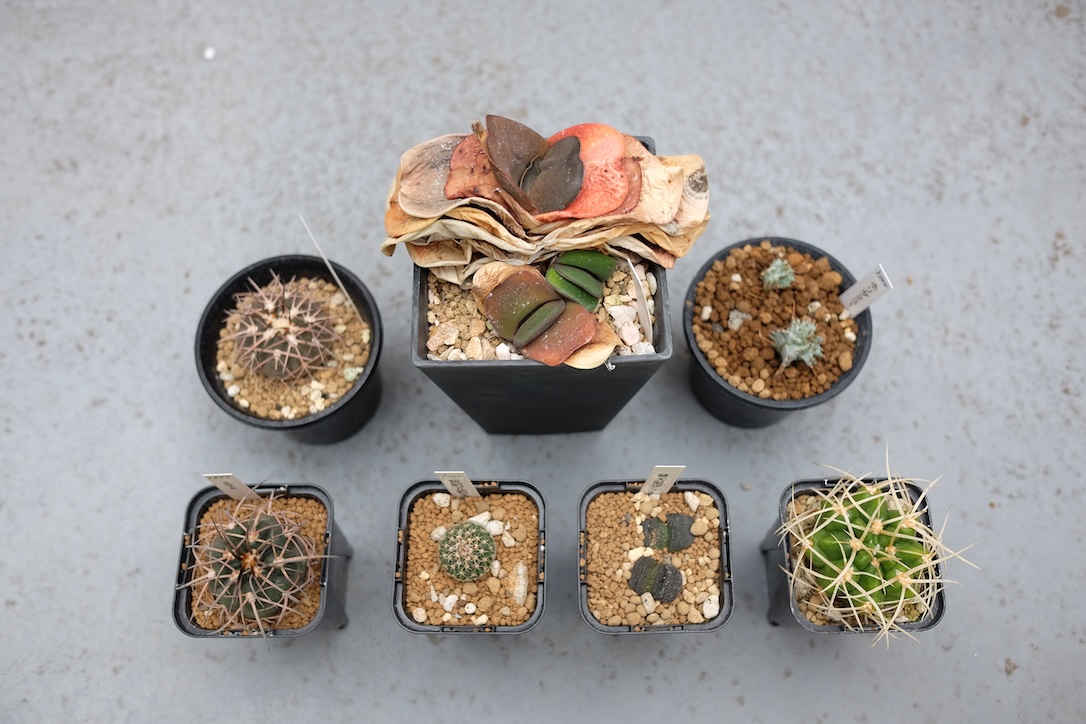 長野ツアーで見つけた植物