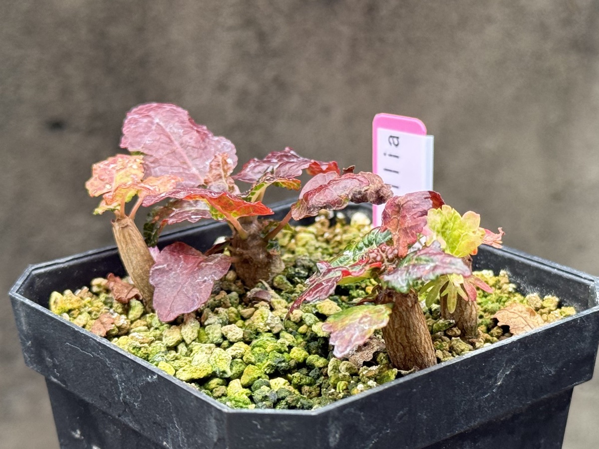 ボスウェリア ナナ(Boswellia nana)の育成・成長記録 | mechill