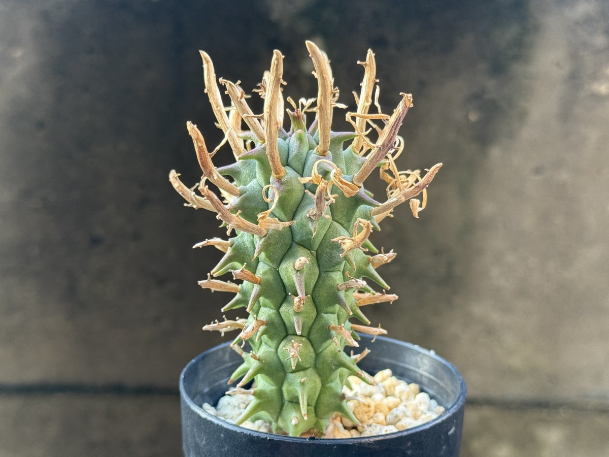 ユーフォルビア スコエンランディーの育成・成長記録 | mechill