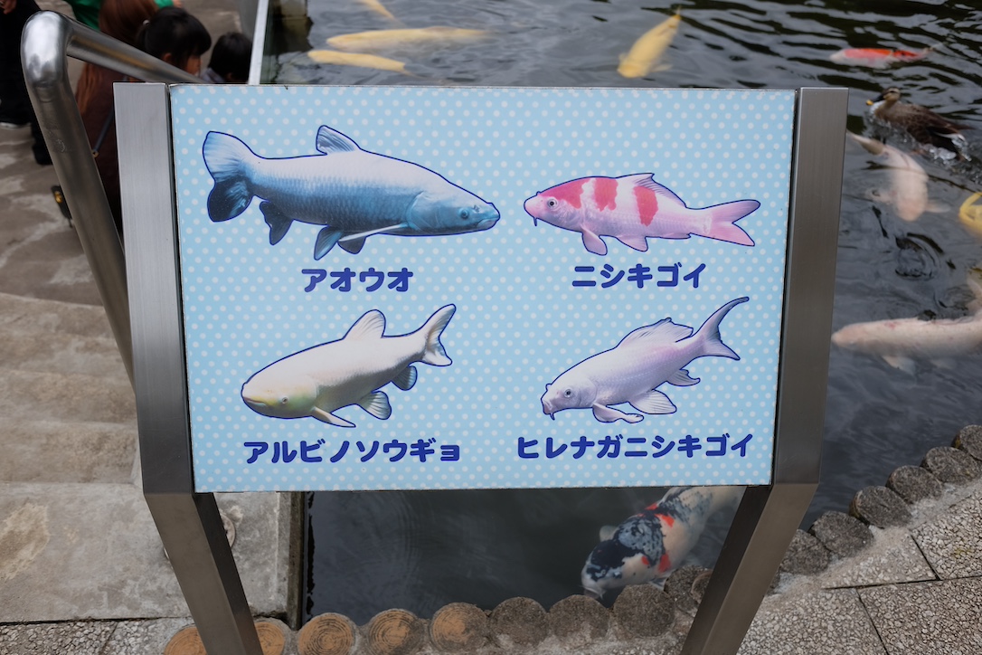 さいたま水族館の池にいる魚の種類