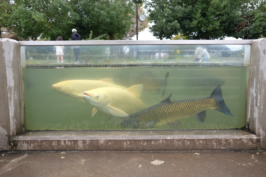 さいたま水族館の池にいるアルビノハクギョ