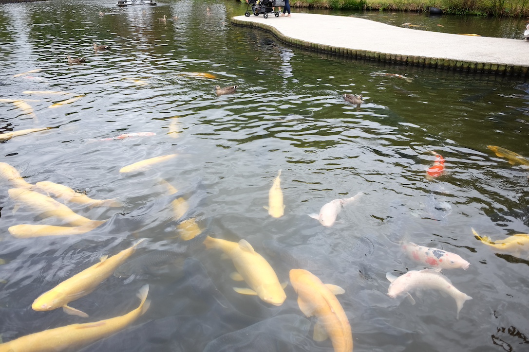 さいたま水族館の池