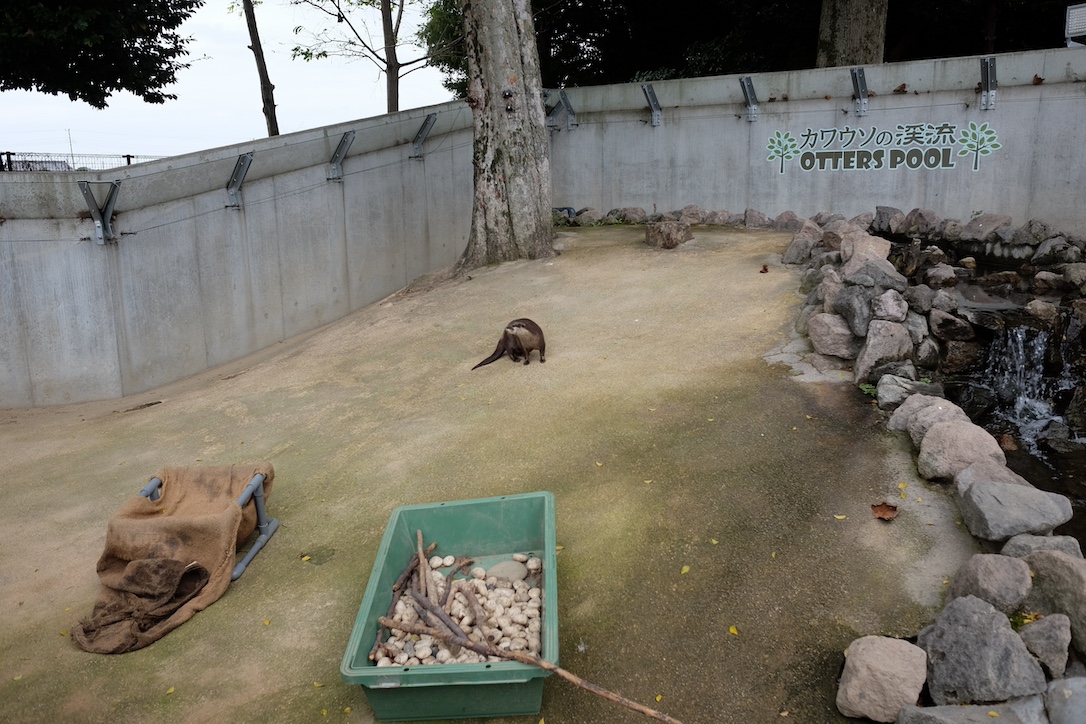 さいたま水族館のカワウソ