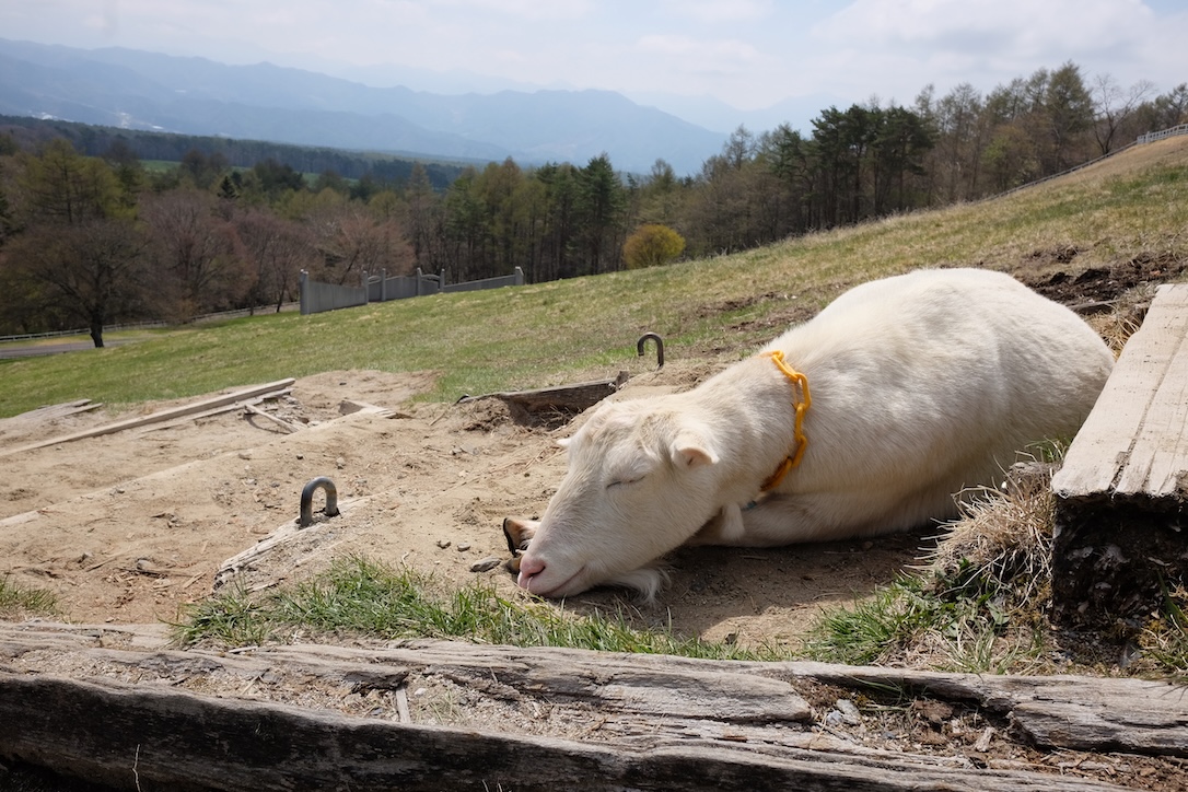 まったく動じない山羊