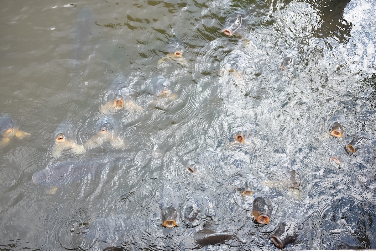 白樺湖のコイの餌